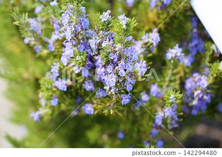 清爽的迷迭香花 142294480