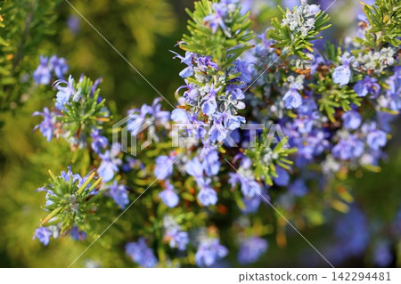 清爽的迷迭香花 清爽的迷迭香花 142294481