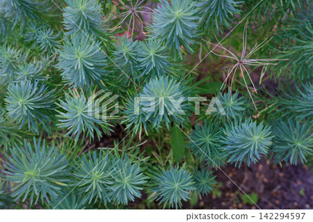 Natural Pattern of Cypress Spurge Soft Green Needle Foliage 142294597