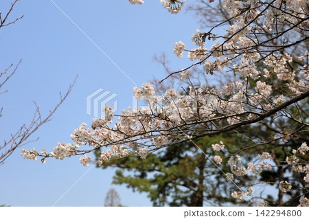 Refreshing, 70% in bloom, Somei Yoshino cherry blossoms. Refreshing, 70% in bloom, Somei Yoshino cherry blossoms. 142294800