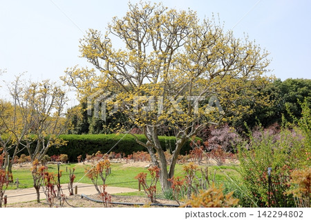 春季花卉:山茱萸(Cornus officinalis) 春季花卉:山茱萸(Cornus officinalis) 142294802
