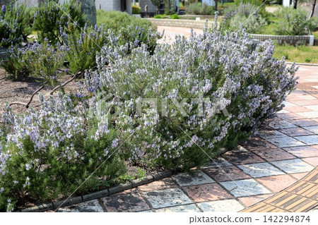 清爽的迷迭香花 清爽的迷迭香花 142294874