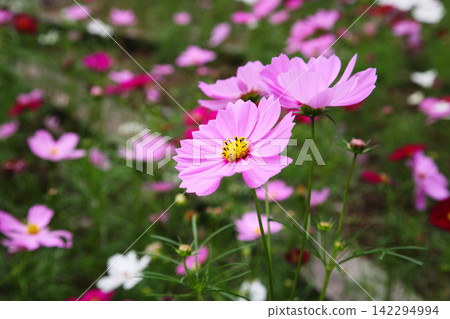 Delicate pink cosmos flowers swaying in the autumn breeze Delicate pink cosmos flowers swaying in the autumn breeze 142294994