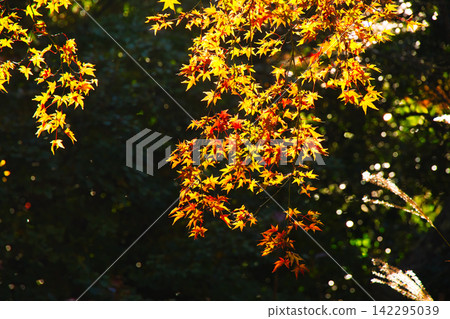 Maple branches in various colors, from yellow to red. Maple branches in various colors, from yellow to red. 142295039