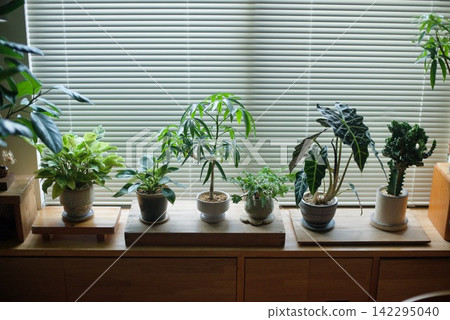 Potted plants lined up on a windowsill Potted plants lined up on a windowsill 142295040