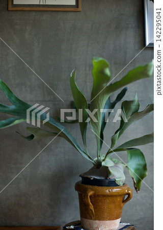 A staghorn fern in a pot cover resembling an earthenware vessel. A staghorn fern in a pot cover resembling an earthenware vessel. 142295041