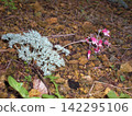 Pink flowers blooming along the mountain trail 142295106