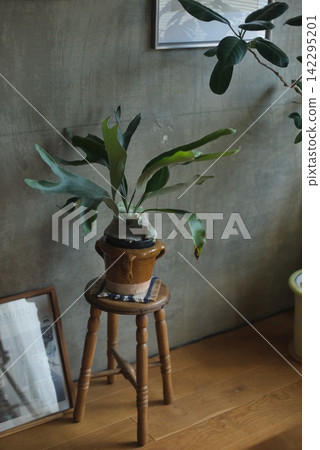 A staghorn fern in a pot cover resembling an earthenware vessel. A staghorn fern in a pot cover resembling an earthenware vessel. 142295201