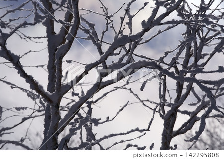 積雪覆蓋的樹枝和暴風雨的天空 積雪覆蓋的樹枝和暴風雨的天空 142295808