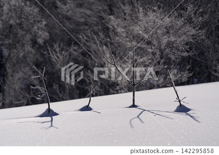 幼樹從雪和藍色的樹影中探出頭來 幼樹從雪和藍色的樹影中探出頭來 142295858
