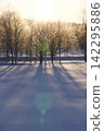 A grove of trees in a snowfield and long morning shadows 142295886