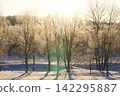 A grove of trees and a snowfield, gleaming in the backlight with frost-covered trees. 142295887