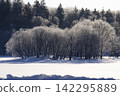 A grove of trees covered in pure white frost and a snow-covered hill. 142295889
