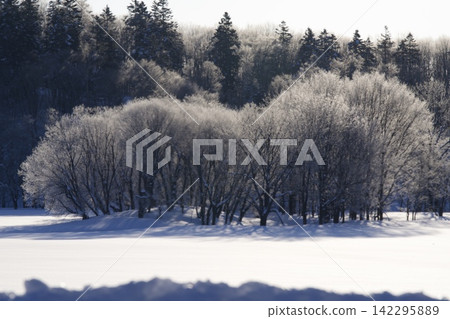 A grove of trees covered in pure white frost and a snow-covered hill. A grove of trees covered in pure white frost and a snow-covered hill. 142295889