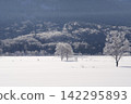 Two trees covered in frost and a snowy hill 142295893