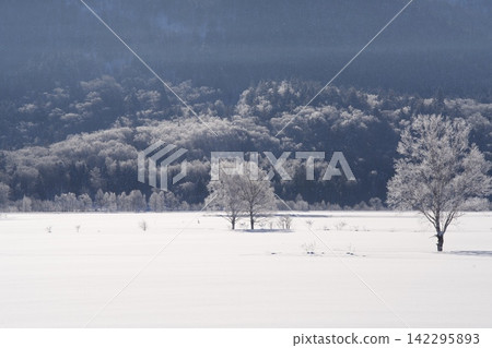 Two trees covered in frost and a snowy hill Two trees covered in frost and a snowy hill 142295893