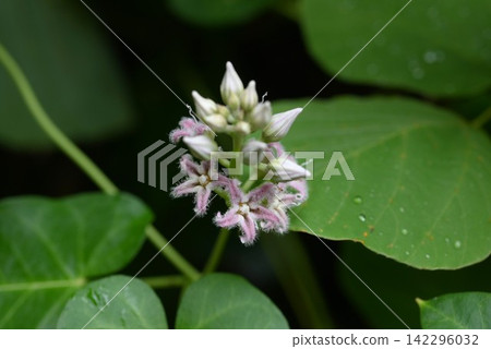 Potato flowers Potato flowers 142296032
