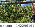 Grapes ripening abundantly on the trellis. 142296191