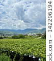 A landscape with grapevines 142296194