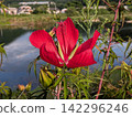 Red maple-leaved hibiscus flowers blooming vividly by the water's edge 142296246