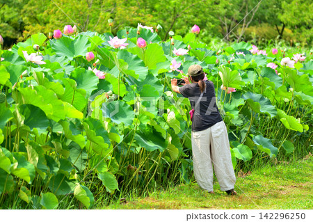 A woman photographing lotus flowers in a lotus pond. A woman photographing lotus flowers in a lotus pond. 142296250
