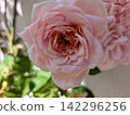 A pale pink rose with many layers of petals. 142296256