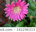 Large, vibrant pink gerberas in full bloom 142296313