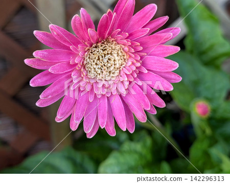 Large, vibrant pink gerberas in full bloom Large, vibrant pink gerberas in full bloom 142296313