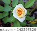 A white rose with a center tinged with apricot color. 142296320