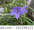 Purple bellflowers blooming after the rain 142296321