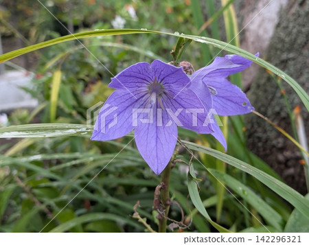 雨後盛開的紫色風鈴草 雨後盛開的紫色風鈴草 142296321