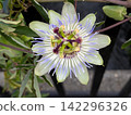 A single passionflower displays its delicate form. 142296326