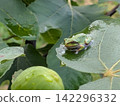 A Japanese tree frog resting on a rain-soaked leaf. 142296332