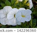 Pure white calibrachoa stands out against the green leaves. 142296360