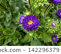 Double-flowered asters blooming in a vibrant purple hue. 142296379