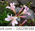 Pale pink summer daffodils blooming beside a stone wall 142296388