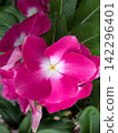 The vinca flowers bloom in vibrant pink. 142296401