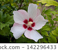 White hibiscus flowers with a striking crimson center 142296433