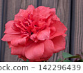 A vibrant red rose with many layers of petals. 142296439