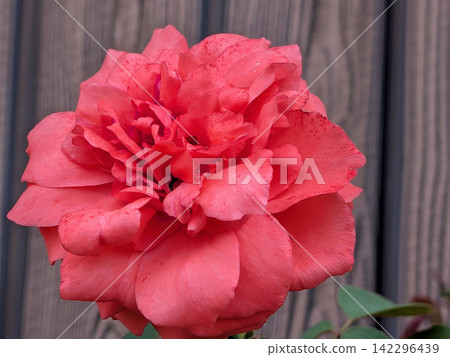 A vibrant red rose with many layers of petals. A vibrant red rose with many layers of petals. 142296439