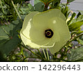 Large okra flowers blooming in pale yellow 142296443