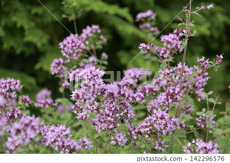 Wildflowers that are in full bloom in summer Wildflowers that are in full bloom in summer 142296576