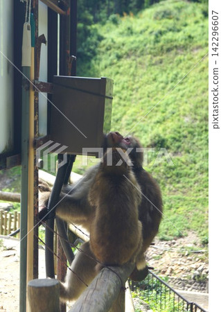 Even the monkeys feel good cooling their faces. 142296607