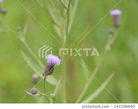 夏季盛開的野花 夏季盛開的野花 142296640