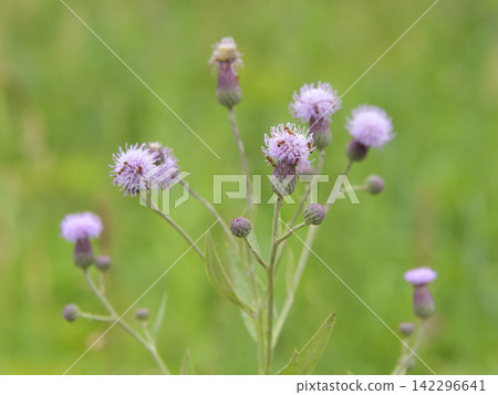 Wildflowers that are in full bloom in summer Wildflowers that are in full bloom in summer 142296641