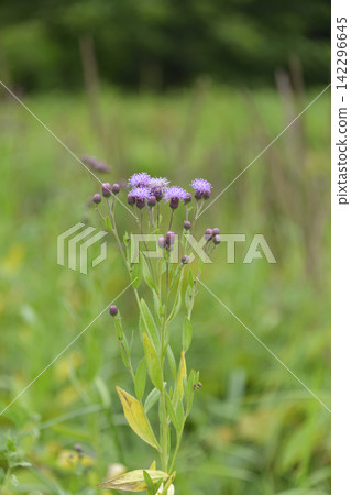 Wildflowers that are in full bloom in summer Wildflowers that are in full bloom in summer 142296645