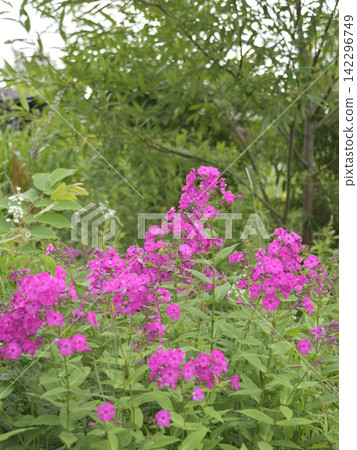 夏季盛開的野花 夏季盛開的野花 142296749