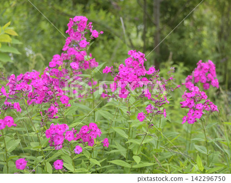 Wildflowers that are in full bloom in summer Wildflowers that are in full bloom in summer 142296750