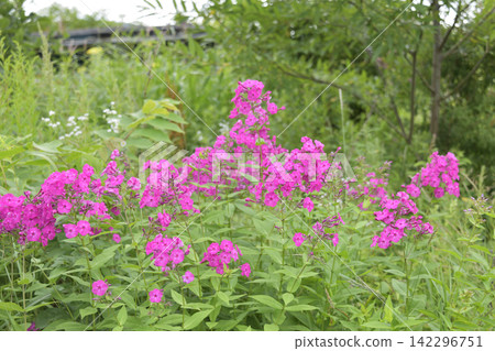 Wildflowers that are in full bloom in summer Wildflowers that are in full bloom in summer 142296751