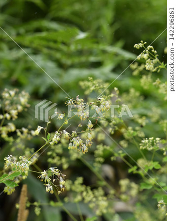 夏季盛開的野花 夏季盛開的野花 142296861